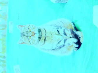 Cica