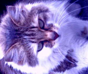 Kitty Lila