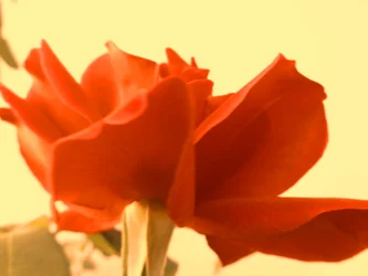 Rose Digital Art