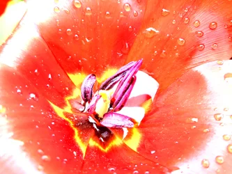 Tulipánok