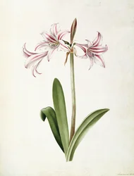 (Amarillisz) Vittata Formosa