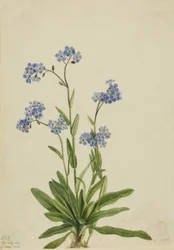 Alpesi nefelejcs Myosotis alpestris, 1924.