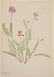 Alpesi cickafark (Astragalus bourgovii)