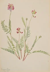 Alpesi bükköny Astragalus bourgovii, 1917.