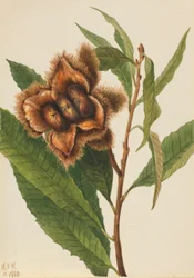 Amerikai gesztenye (Castanea dentata)