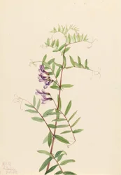 Amerikai bükköny (Vicia americana)