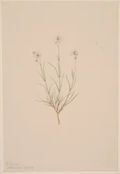 Formosa homokkő, 1904.