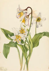 Lavinaliom Erythronium montanum, 1925