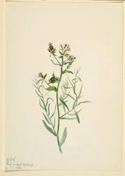 Fattyú varangyvirág (Comandra pallida)
