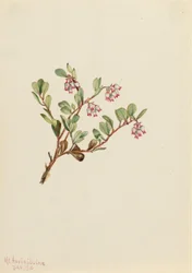 Medvehagyma (Arctostaphylos uva-ursi)