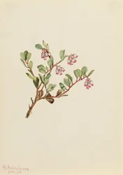Medveszőlő Arctostaphylos szőlőmedve, 1916
