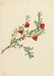 Medveszőlő Arctostaphylos szőlőmedve, 1916