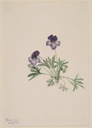 Madárláb ibolya (Viola pedata)