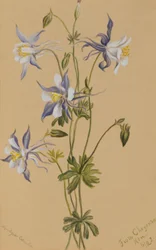 Kék Columbine (Aquilegia caerulea)