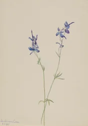 Kék szarkaláb (Delphinium nuttallianum)