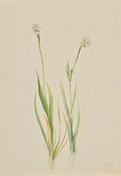 Lápi ászfodélosz, Tofieldia intermedia, 1920.