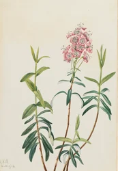 Kalmia láp Kalmia polifolia, 1922.