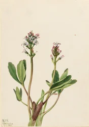 Mocsári bab (Menyanthes trifoliata)