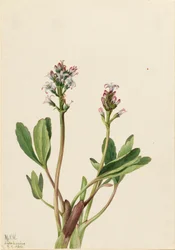 Bogbean Menyanthes trifoliata, 1925.