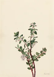 Box Huckleberry Gaylussacia brachycera, 1919.
