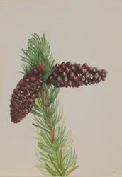 Borostafenyő (Pinus aristata)