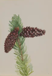Sörte-kúp Pinus aristata, kb. 1930-as évek.