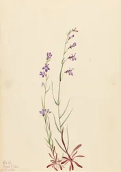 Patak Lobélia (Lobelia kalmii)