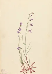Lobelia patak Lobelia kalmii, 1923.
