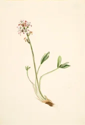 Buckbean Menyanthes trifoliata, kb. 1900-1920.