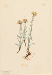 Sárgás macskatalpak (Antennaria luzuloides)