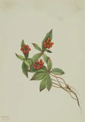 Bunchberry (Cornus canadensis)