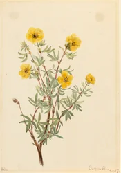 Bokor Cinquefoil Potentilla fruticosa, 1917.