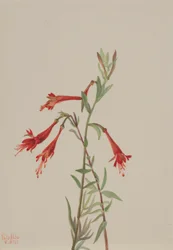 Kaliforniai Fuschia (Zauschneria californica)
