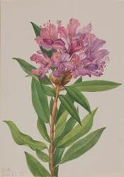 Kaliforniai rózsa-öböl (Rhododendron californicum)