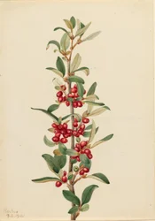 Kanadai bivalybokor (Lepargyrea canadensis)