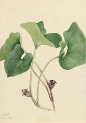 Kanadai vadgyömbér (Asarum canadense)