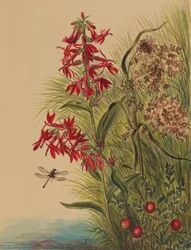 Bíborvirág (Lobelia cardinalis)