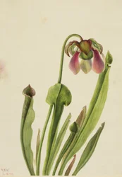 Catesby kancsónövény (Sarracenia catesaei)