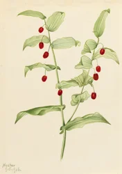 Összecsavart, csavart szárú Streptopus amplexifolius, 1916.