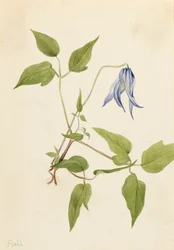 Columbia Clematis Clematis columbiana, kb. 1900-1925.