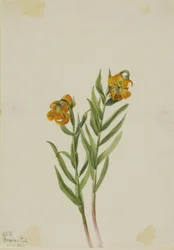 Columbia Liliom (Lilium columbianum)