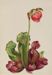 Közös kancsónövény (Sarracenia purpurea venosa)