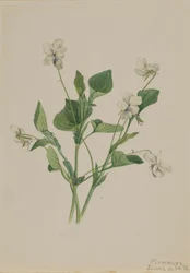 Krém Viola Viola csíkos, 1918