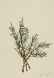 Kúszó boróka Juniperus horizontalis, 1918.