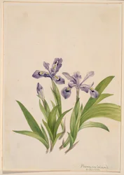 Gömbölyű írisz (Iris cristata)