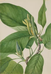 Uborkafa (Magnolia acuminata)