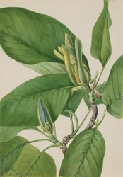 Uborkafa Magnolia acuminata, 1922