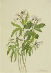 Vágott fogfű (Dentaria laciniata)