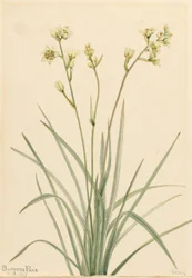 Halálkamra (Zygadenus elegans)