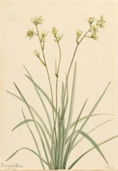Deathcamas Zygadenus elegans, 1917.